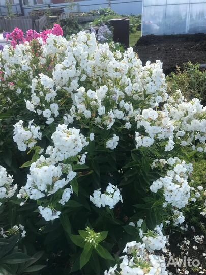 Флоксы деленки