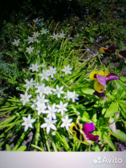 Птицемлечник