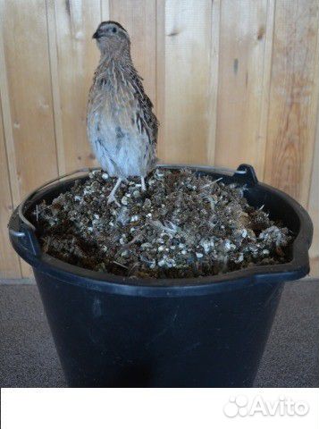 Куриный помет (био удобрения)