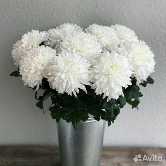 Хризантема шаровидная