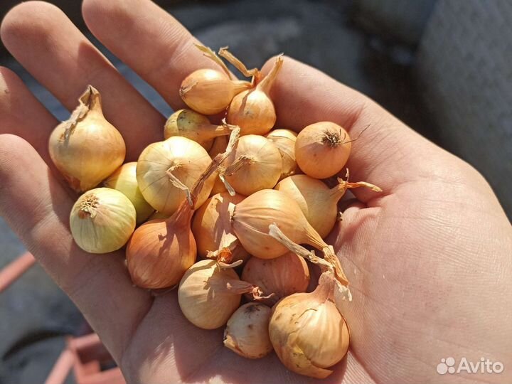 Лук севок