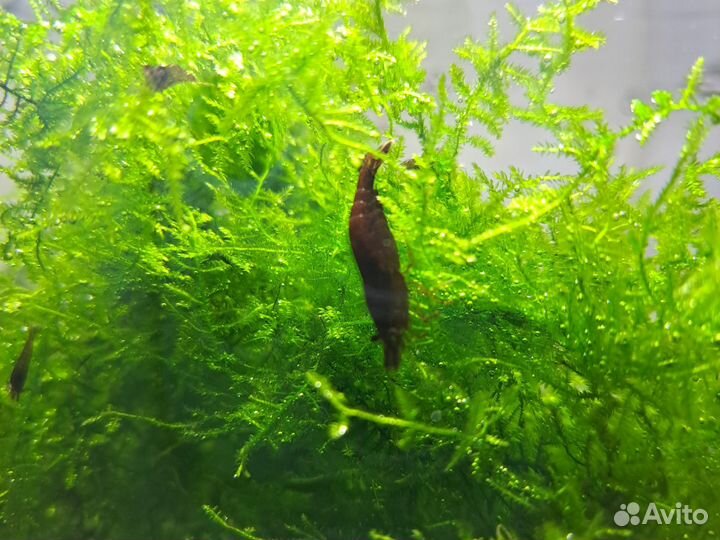 Аквариумные креветки