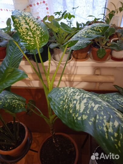 Диффенбахия и другие