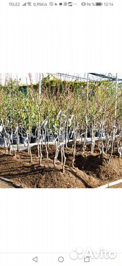 Саженцы плодовых деревьев