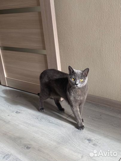 Отдам кота в добрые руки