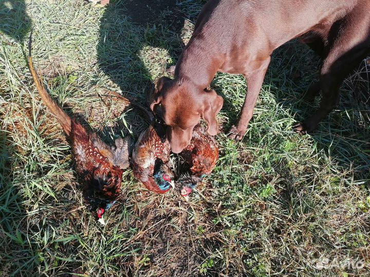 Кобель для вязки Курцхаар