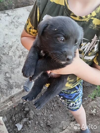 Щенки в хорошие руки