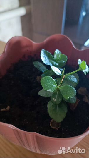 Комнатные растения