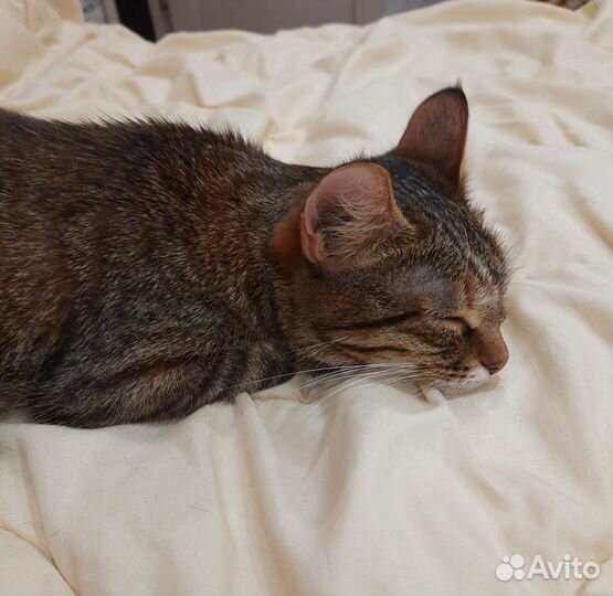 Отдам в добрые руки