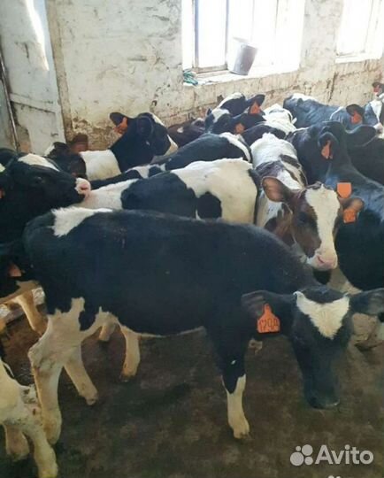 Бычки и телочки 1-2-3 месяца