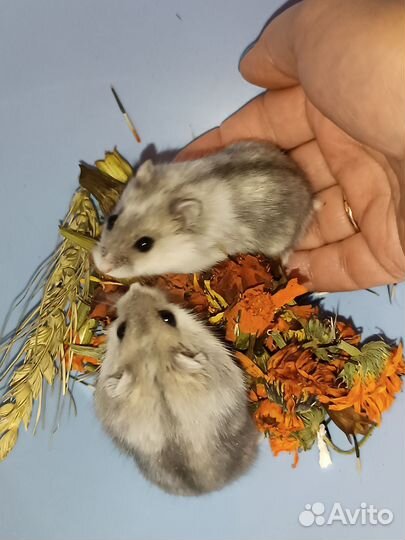 Джунгарские хомячки малыши