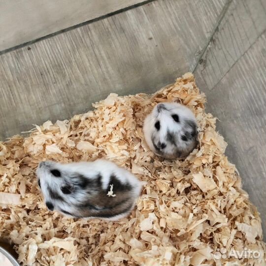 Джунгарский хомяк белый