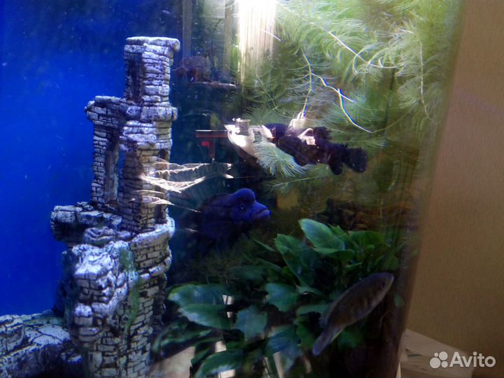 Рыбки цихлиды