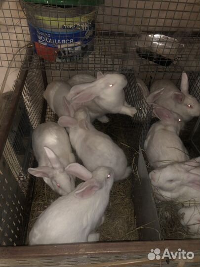 Кролик белый Панон