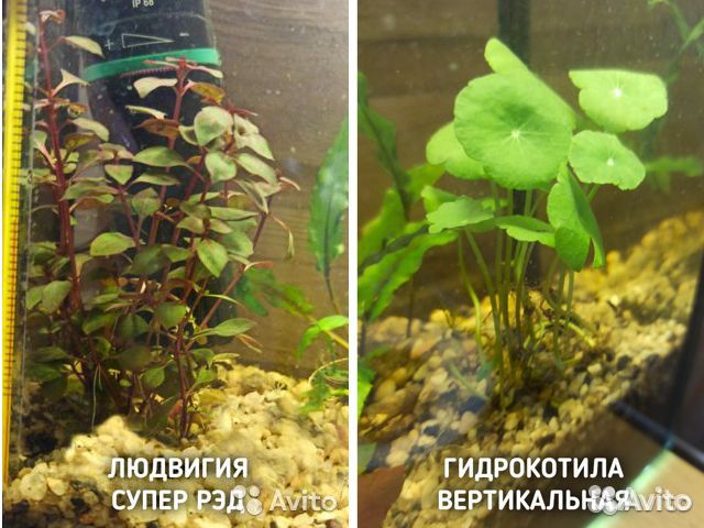 Аквариумные растения