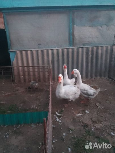 Холмогорские гуси