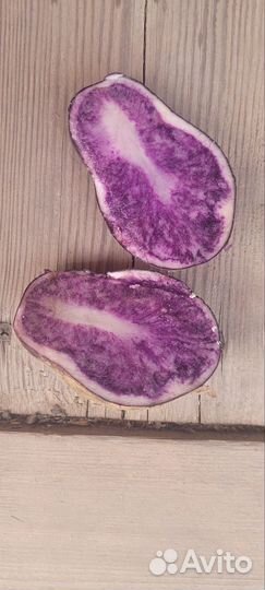 Семенной картофель