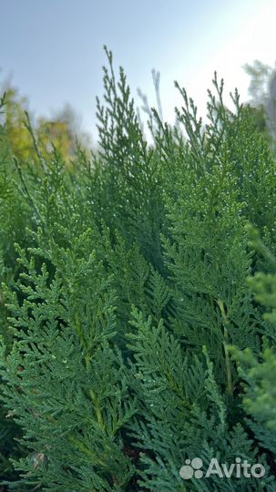 Туя восточная 30-40 см