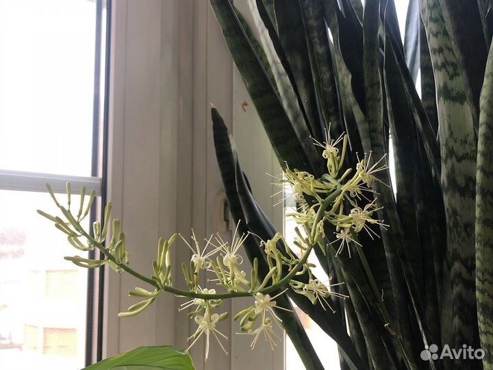 Сансевиерия