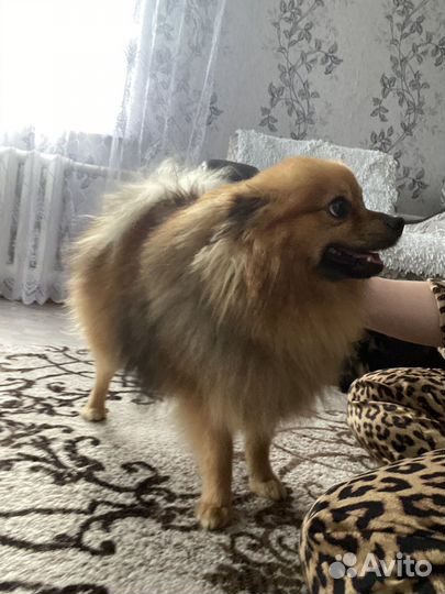 Немецкий шпиц (мальчик)