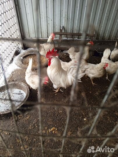 Инкубационное яйцо леггорн