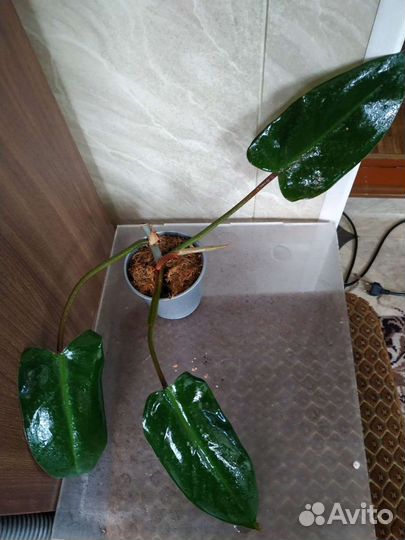 Филодендроны