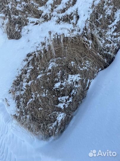 Продам Сено в тюках