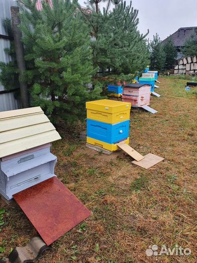Ульи пчёлы матки