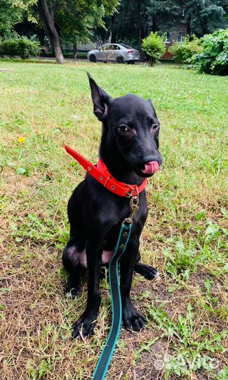 Щенок мальчик