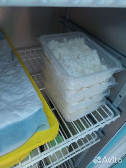 Продам козье молоко (Козы Альпийские)