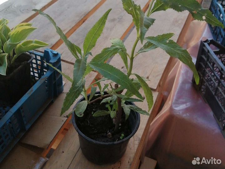 Кампсис, жимолость Каприфоль, плющ