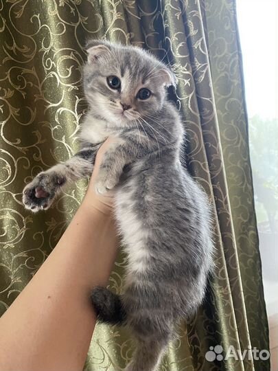 Шотландские котята