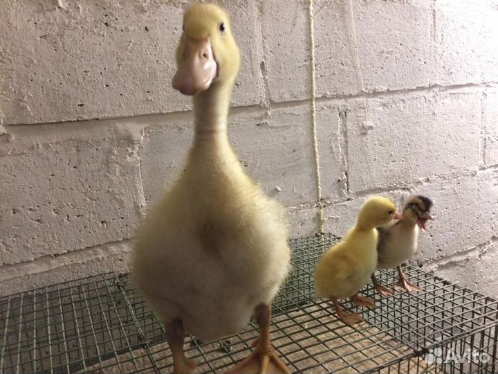 Утята подрощенные