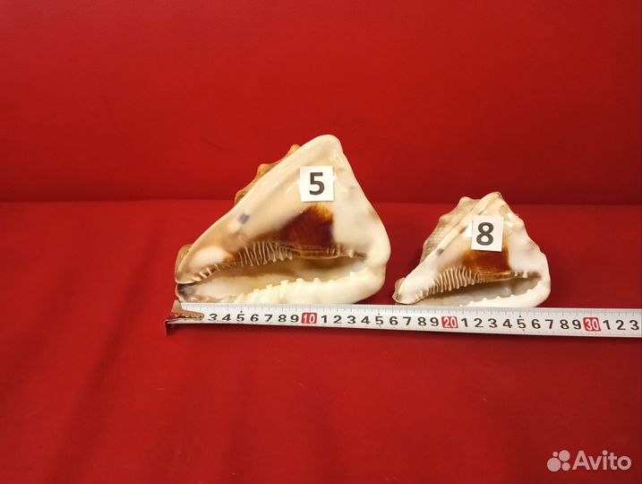 Морские ракушки раковины