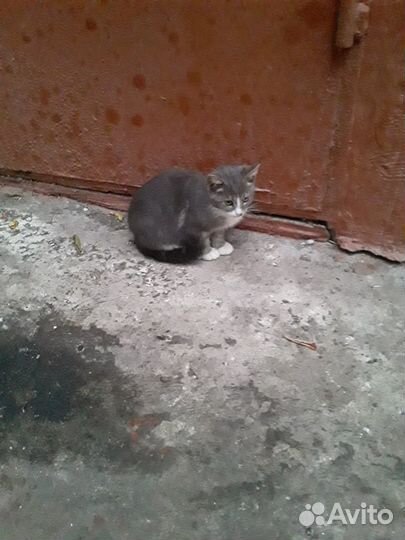 Ситуация SOS В центре Тулы живут котята-бездомыши