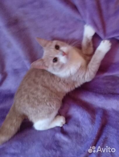 Рыженький и полосатенький шотландский котёнок