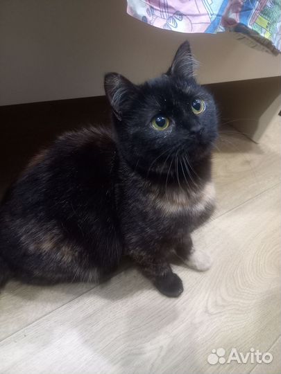 Кошка в дар