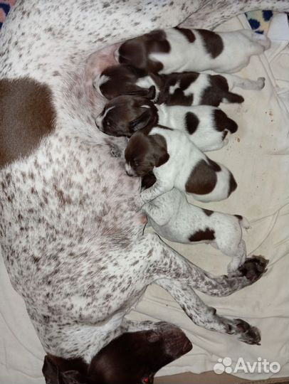 Щенки курцхаара