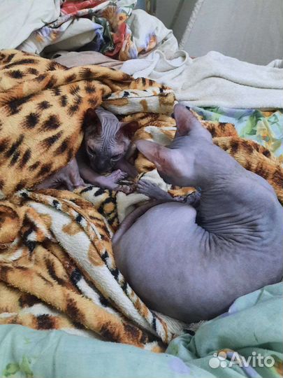 Донской сфинкс котята