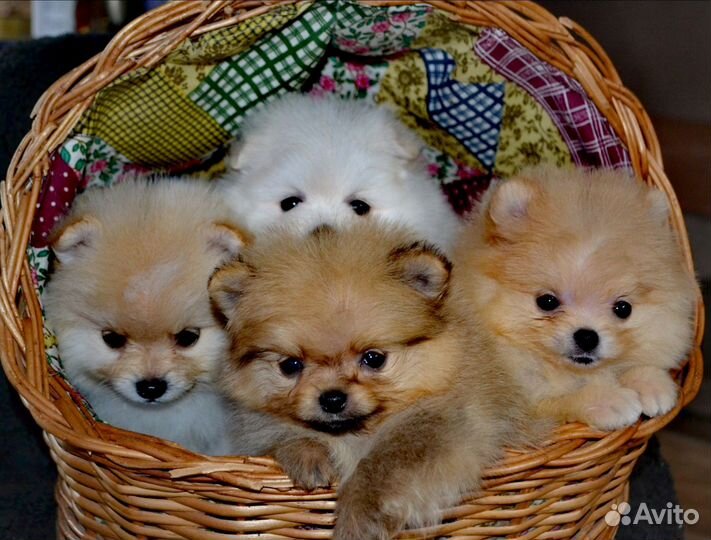 Померанский шпиц