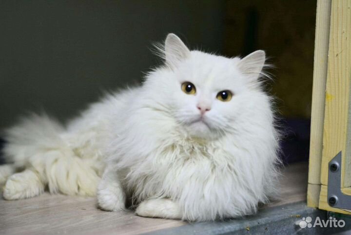 Шикарный котик молодой