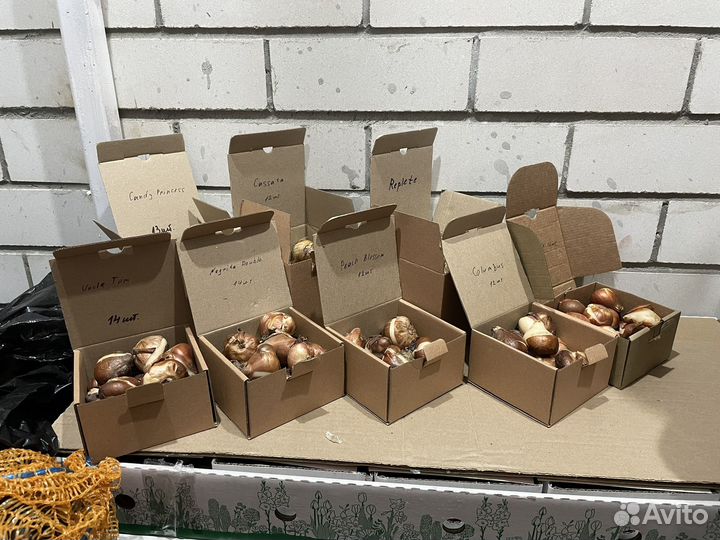 Тюльпаны луковицы наборы