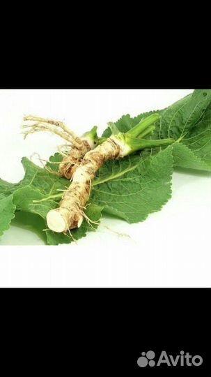 Хрен свежий