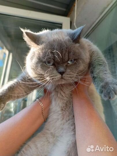 Шотландский кот на вязку