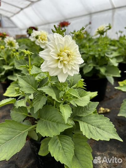 Домашние растения цветы