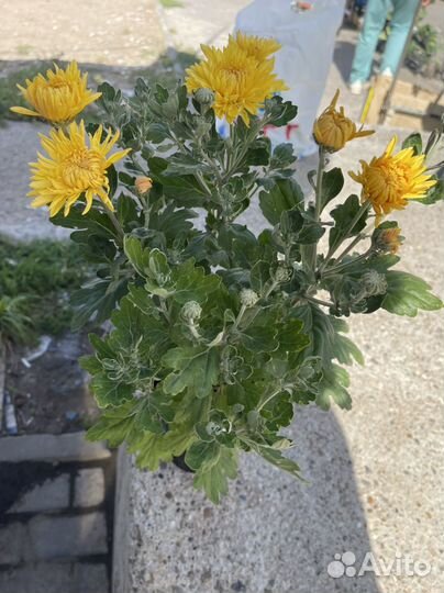 Хризантемы