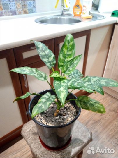 Домашние цветы