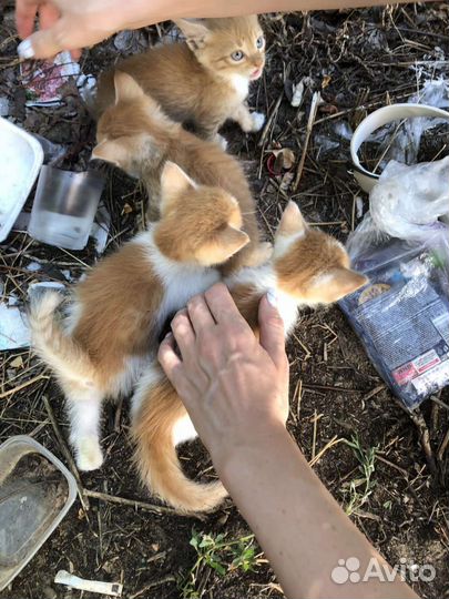 Котята в добрые руки