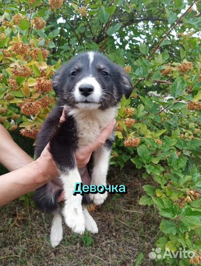 Щенки мальчики, девочки