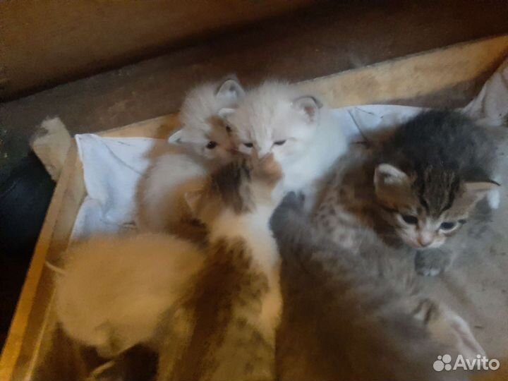 Котята